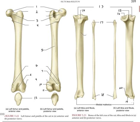 CAT SKELETON Femur And Patella Diagram Quizlet