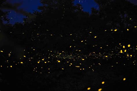 Abatan River Firefly Boat Tour Bohol