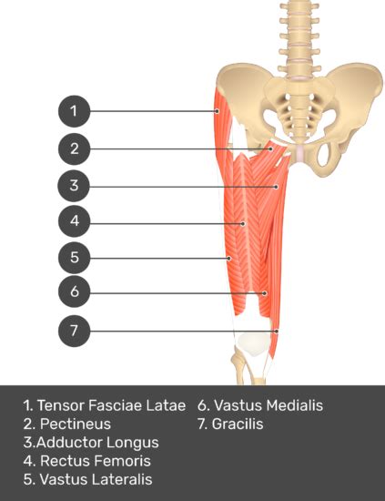 Adductor Magnus Muscle Getbodysmart Femoral Nerve Sciatic Nerve