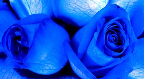 Blue Roses Background 48 Images