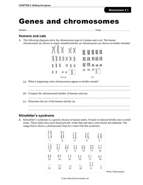 Genes And Chromosomes Worksheet