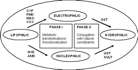 Xenobiotics metabolism. | Download Scientific Diagram