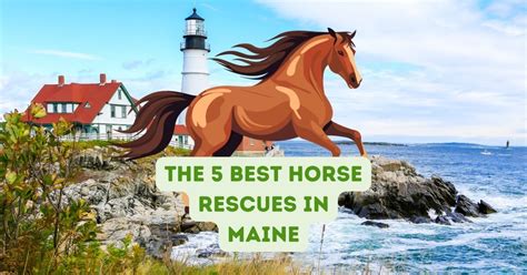 The 5 Best Horse Rescues in Maine - OwnTheHorse