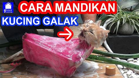 Cara Memandikan Kucing Galak Agresif Berkutu Sendirian Youtube