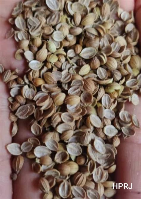 Brown Raw Natural Coriander Split Seeds Grade Standard Food Grade