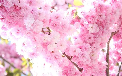 Sakura Flower Wallpapers - Wallpaper Cave