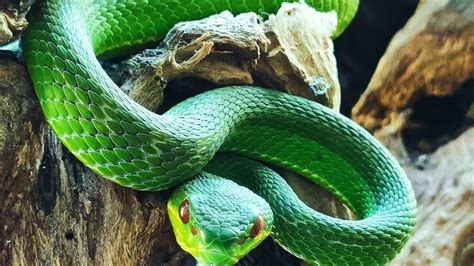 Ular Hijau Cantik Asli Indonesia Trimeresurus Insularis Dengan Racun