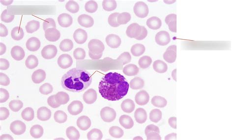 STANDARD BLOOD SMEAR Diagram Quizlet