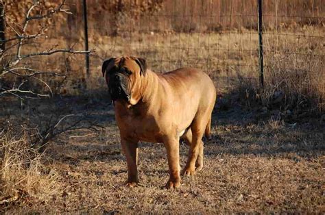 Mejores Perros Para Guarda Y Defensa