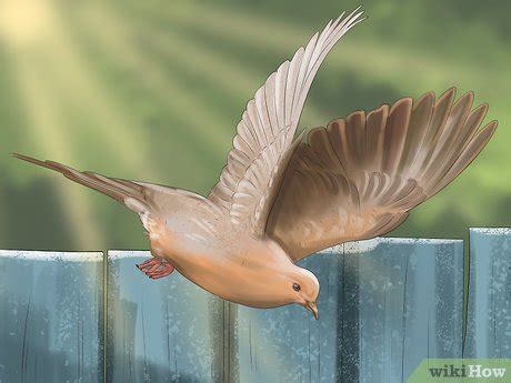 How to Identify a Mourning Dove: 13 Steps (with Pictures)