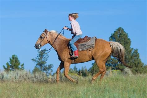 Dapple Palomino Horse Photos, Breeds, and Where to Buy - Helpful Horse ...