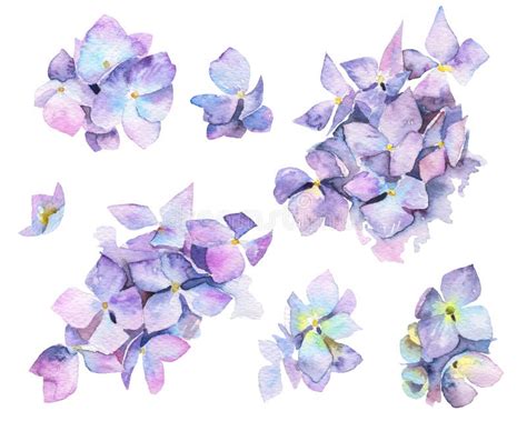 Watercolor Purple Flowers Hydrangea Stock Illustrations