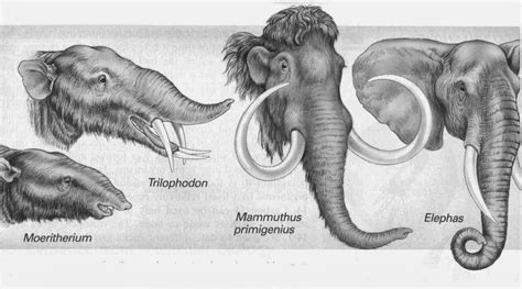 Social Deconstruction of The Elephant: Evolution of The Elephant