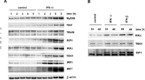 Figure 1 From Ifn α Regulates Tlr Dependent Gene Expression Of Ifn α Ifn β Il 28 And Il 291