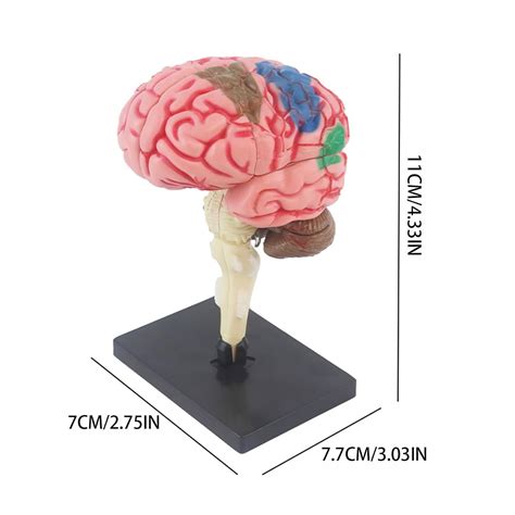 Estructura Del Cerebro Humano Modelo De Cerebro Humano De Pvc Cerebro