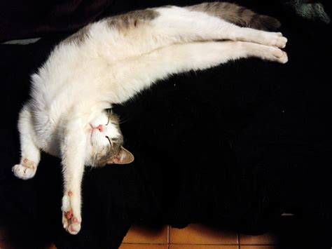 Gato Durmiendo En Una Superficie Blanca Foto Premium