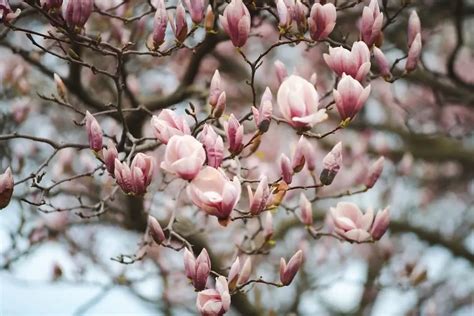 Magnolia Flower Meaning Symbolism | Best Flower Site