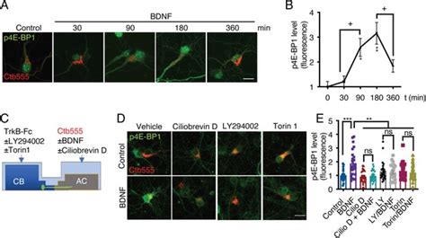 Bdnf Trkb Signaling Endosomes In Axons Coordinate Creb Mtor Activation