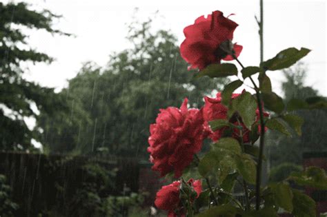 animated raining gif | WiffleGif