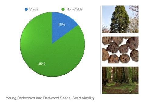 Redwood Biology