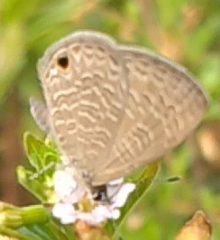 Tailless Lineblue From G Fm Dipugarha Hazaribagh Jharkhand