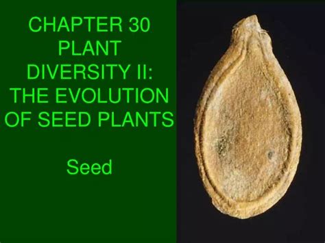 PPT - CHAPTER 30 PLANT DIVERSITY II: THE EVOLUTION OF SEED PLANTS Seed ...