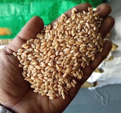 30kg Packing Best Sharbati Wheat Grain At Rs 3200 Quintal In Ahmedabad