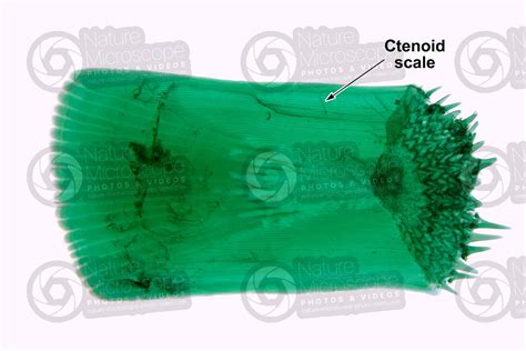 Ctenoid scale - Scales - Fishes - Integumentary system - Comparative ...