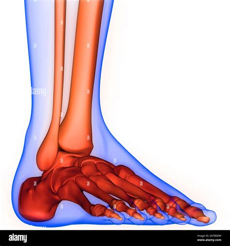 Anatomia Della Parte Inferiore Della Gamba Immagini E Fotografie Stock