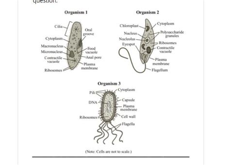 A Based On The Diagrams Identify Which Organism Is Able To Perform