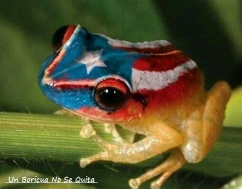 El Coqui Puerto Rico Bandera De Puerto Rico Isla De Puerto Rico