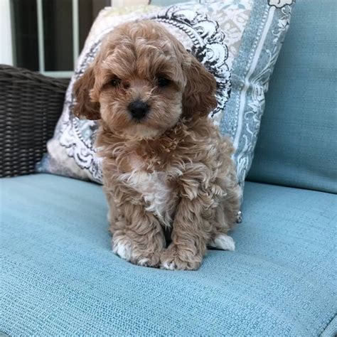 Puppies Maltipoo for Sale/maltipoo for sale