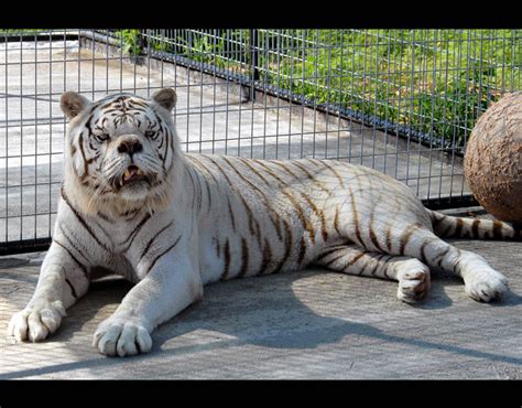 Down Syndrome Tiger / Meet Kenny, The Inbred White Tiger With Down ...