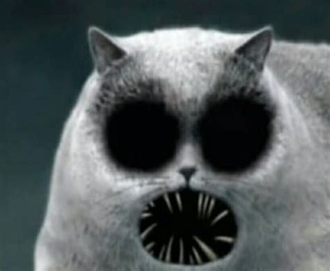 *claps microscopically* - Funny | Creepy cat, Scary cat, Scary images