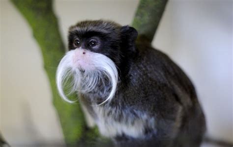 Characteristics - Emperor Tamarin