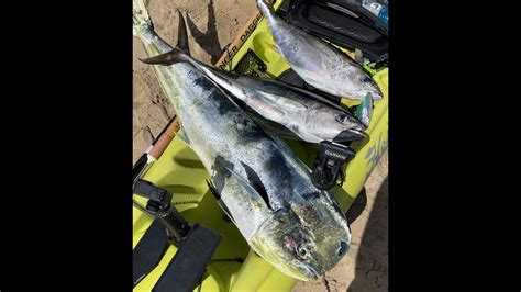 Big Action Hawaii Kayak Fishing Big Bull Mahi Two Yellowfin Tuna