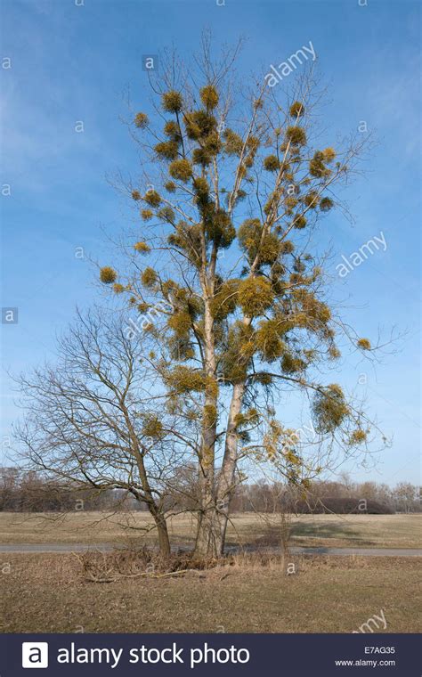 Common Mistletoes Hi Res Stock Photography And Images Alamy