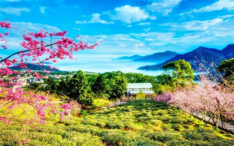 China Cherry Trees Mountains Landscape Pinterest Chinese Spring Hd