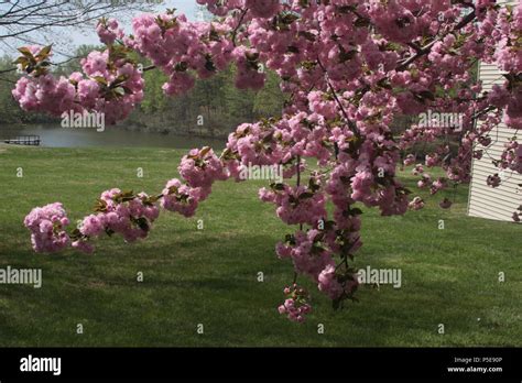 Prunus Kanzan Banque De Photographies Et Dimages Haute R Solution