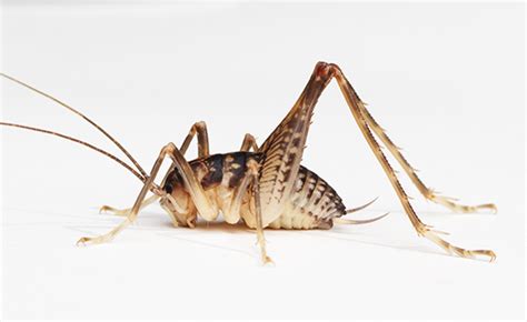 Camel Cricket Ceuthophilus Maculatus Bugguidenet