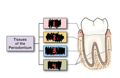 CH 1 Periodontium The Tooth Supporting Structures Flashcards Quizlet