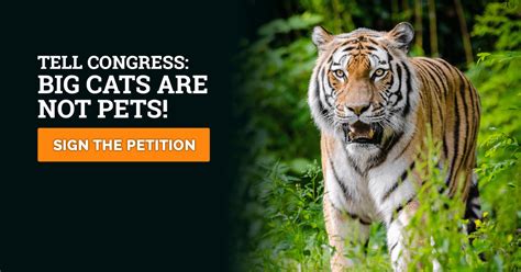 Tell Congress: Big Cats are not pets!