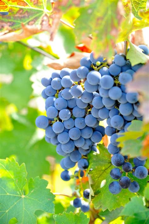 Black wine grapes stock photo. Image of autumn, selective - 11191654