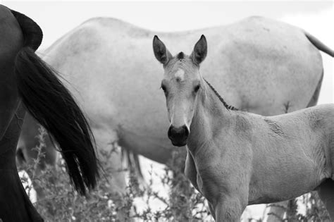 Premium Photo Portrait Of Foal With Horses Standing On Field