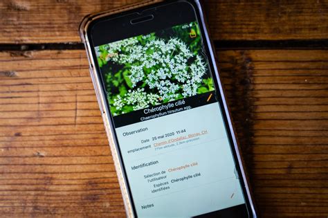 Quelle Application Gratuite Pour Reconna Tre Les Plantes En Fran Ais