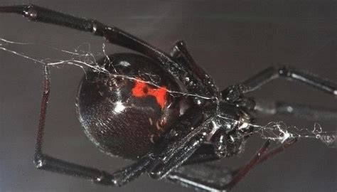 Indentification Of Pacific Northwest Spiders Sciencing