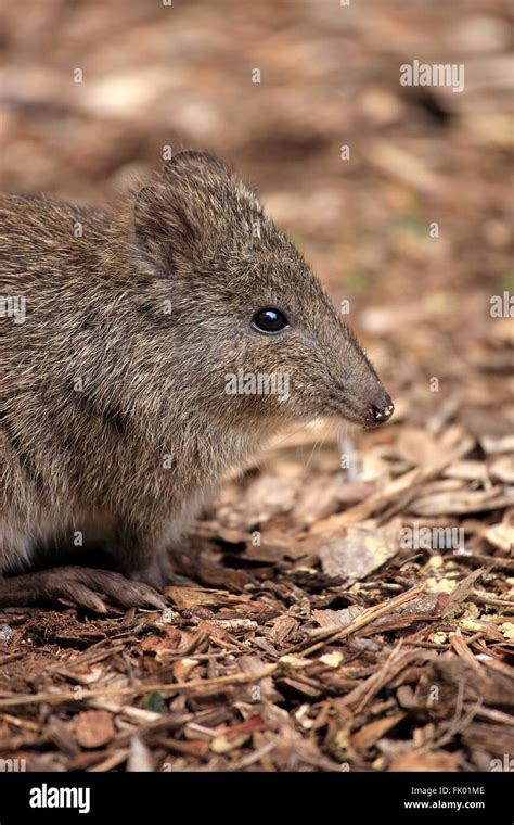 Long Nosed Potoroo Adult Portrait South Australia Australia