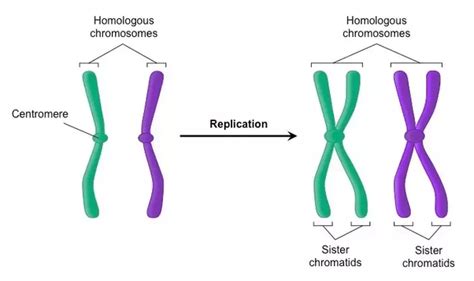 Labeled Chromosome