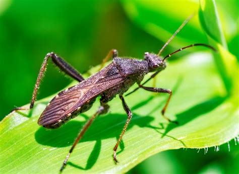 Broad Headed Bug Alydus BugGuide Net