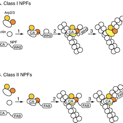 Activation Of The Arp23 Complex By Class I And Class Ii Npfs A For Download Scientific